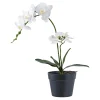 Online Boliginteriør BOLIGINTERIØR ORKIDE KUNSTIG PLANTE 49 CM