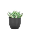 Clearance Boliginteriør BOLIGINTERIØR SUKULENT KUNSTIG PLANTE 14 CM