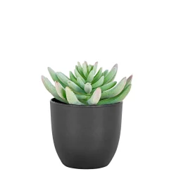 Clearance Boliginteriør BOLIGINTERIØR SUKULENT KUNSTIG PLANTE 14 CM