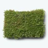 Best GrowTek SEDUMBAKKE