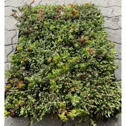 Best GrowTek SEDUMBAKKE