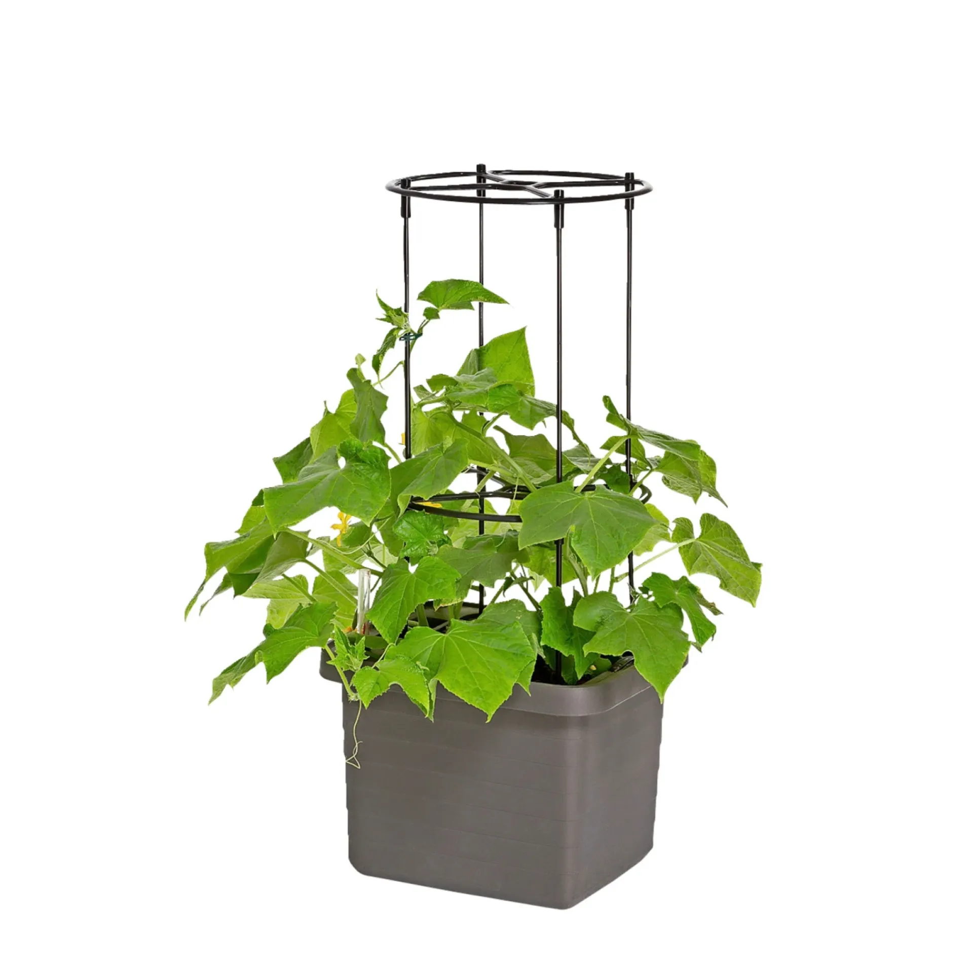 Outlet Pindstrup TIL SELVVANDENDE PLANTEKASSE ESPALIER SORT